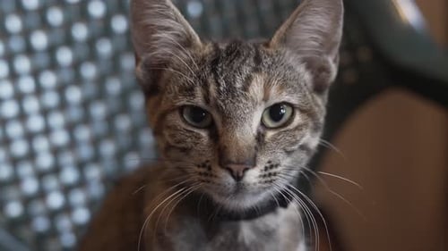 Cute cat looking in t the camera straight