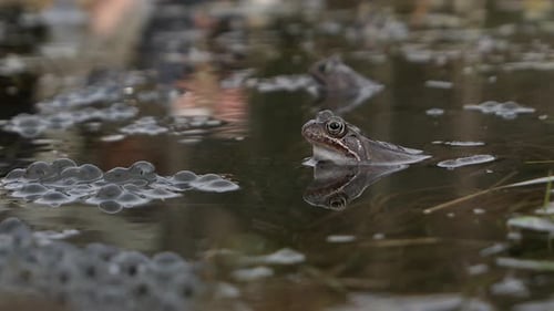 Frogs Swimming in Pond with Frogspawn Close Up