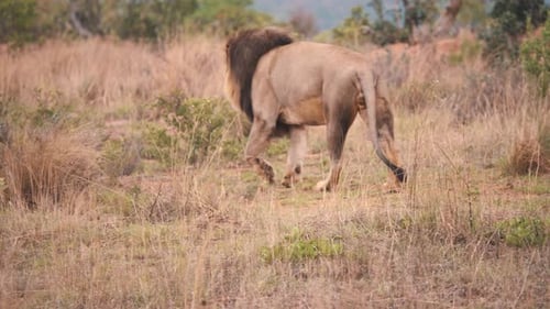 Male Lion Walking Through Tropical Grassland, Daytime