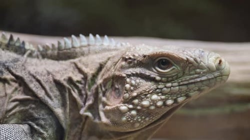A Close Up of a Lizard s Head on a Branch