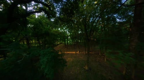 Stimmungsvoller Flugdrohnenflug durch einen efeugrünen Wald. Langsame, elegante Kamerabewegung mit einer mystischen
,