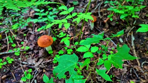 View of wild mushrooms growing in soils of a Rainforest during monsoon.