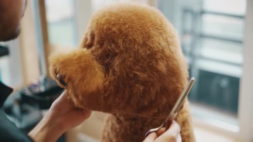 Dog Groomer Giving Poodle Haircut with Scissors
