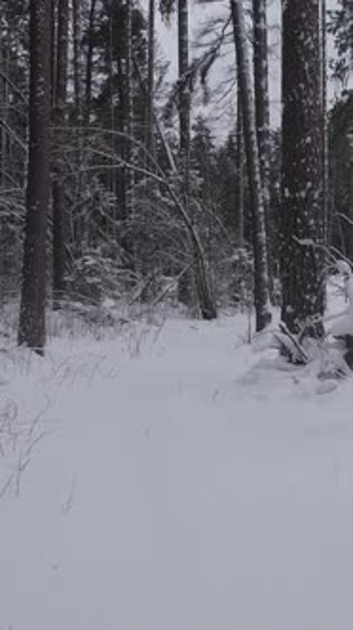 Snowy Forest Tracking Shot in Winter Season