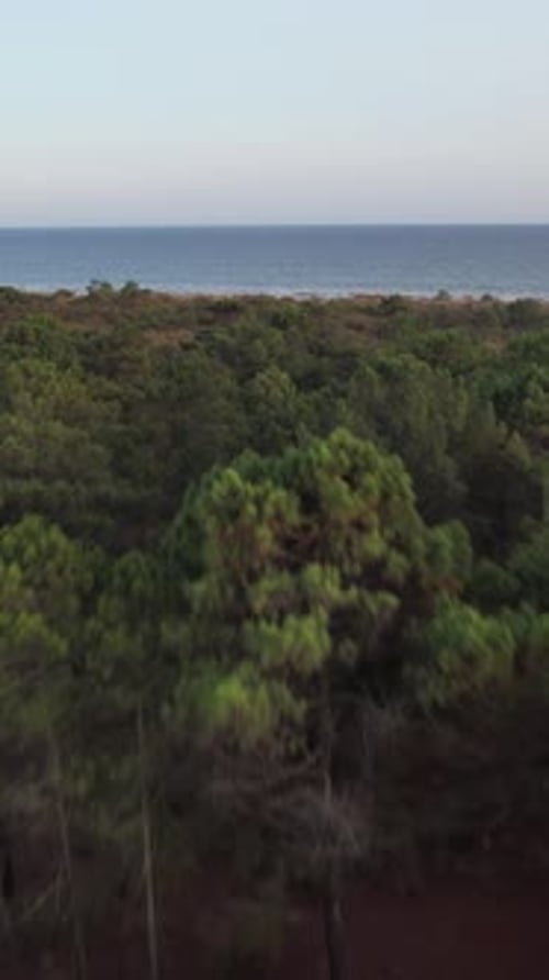 Vertical Video view of the sea from the forest