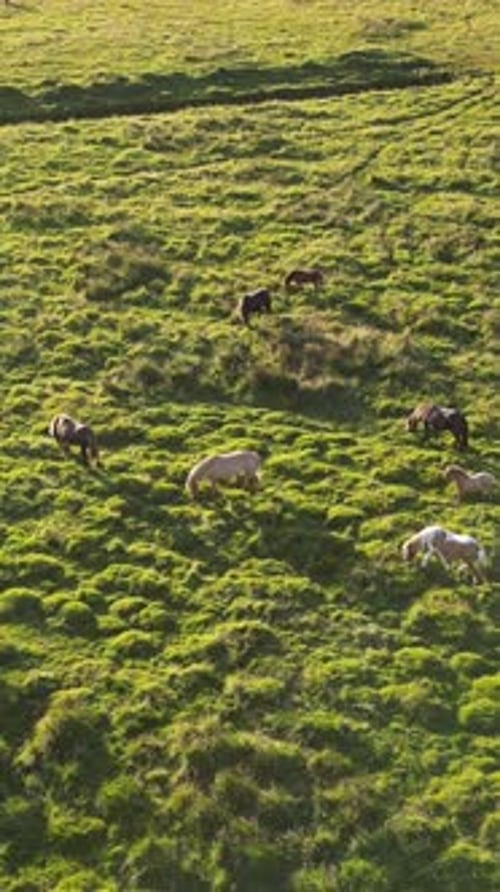 Breathtaking Aerial Footage of Wild Horses in Iceland Tundra