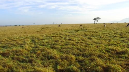 Травоядные животные вместе пасутся в национальном заповеднике Масаи-Мара на закате в Африке