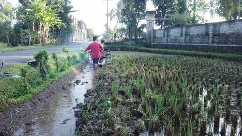 Barefoot Man Operating Rice Tractor in Village Rice Paddy, Indonesia