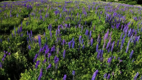 Sweeping shot of field full of lupine flowers with windy grass. Purple lupine flowers on a field on