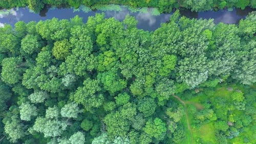 Top down view on exotic winding river flows through green wetlands. Birds eye view of zig-zag creek.