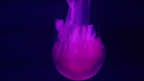 Pink Neon Glowing Jellyfish Swimming in Aquarium