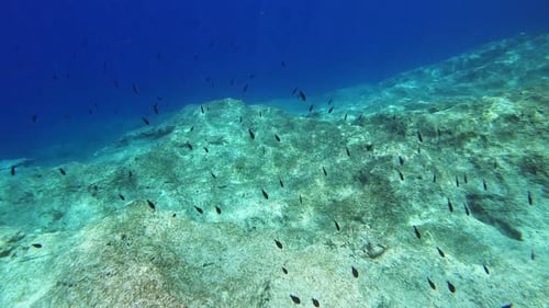 Underwater footage of black fish swimming in blue water of Greece