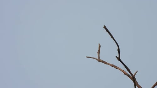 Aigle dans un arbre et des ailes.