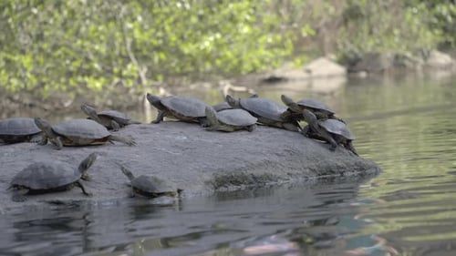 Schildkröten beim Sonnenbaden auf einem Felsen — Szenenbeschreibung am ruhigen Wasser (unter 200 Zeichen):