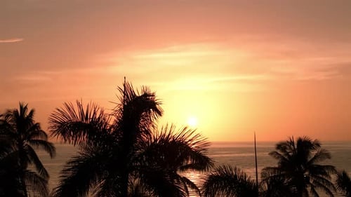 Silhouette of Palm Trees on Beach at Sunset Time Aerial Move Up Footage