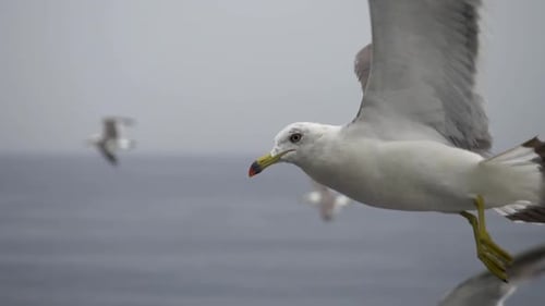 Slow motion close up of seagulls flying over the sea on a cloudy day