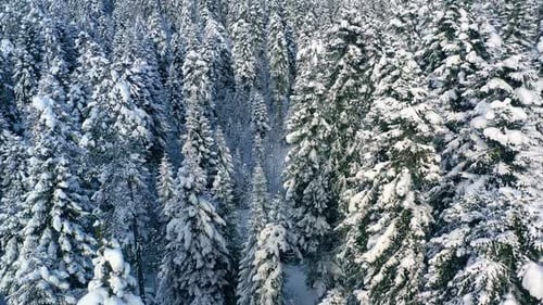 Beautiful snow scene forest in winter. Flying over of pine trees covered with snow.