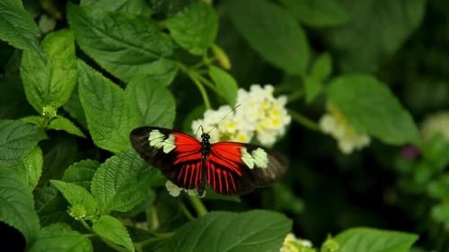 Breathtaking And Beautiful View Of Butterfly