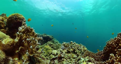 Coral Reefs and Tropical Fish Underwater in Ocean