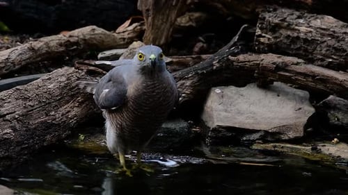 The Shikra is a small Bird of Prey found in Asia and Africa. This raptor’s diet consist of insects,