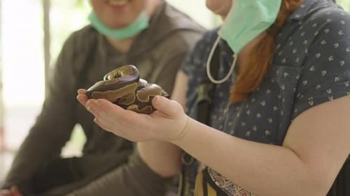 Mains d'une femme tenant un petit serpent python enroulé à la ferme Mae Sa à Chiang Mai, en Thaïlande, Ralenti