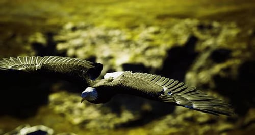 Majestic Bird Soaring Over Rocky Landscape Under Bright Sunlight