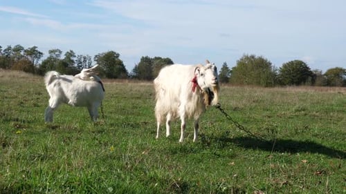 1. Las cabras pastan en la pradera. Agricultura. Cuidado de cabras.