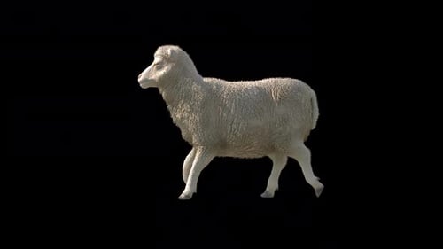 Schafspaziergang