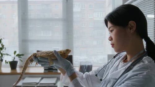 Veterinarian Holding a Bearded Dragon in Clinic