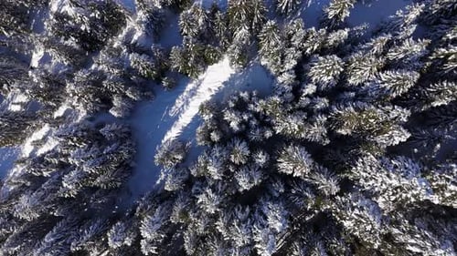 Drop down view of dense spruce tree forest covered in snow, Amden Switzerland