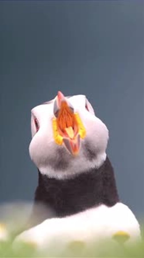 close up of a puffin opening its mouth