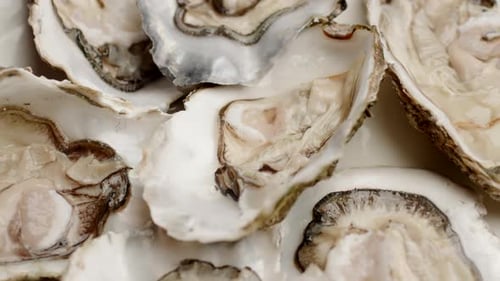 Oysters on the Plate Rotating Close Up Slow Motion