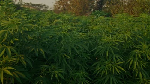 Closeup Shot of a Cannabis Plant Stem Flowers and Leaves