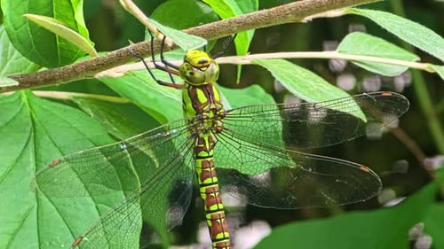 Close-Up of a Dragonfly Resting on a Branch
