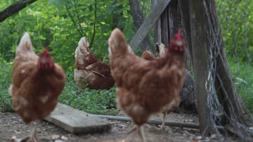 Many red chickens on a summer day in the village