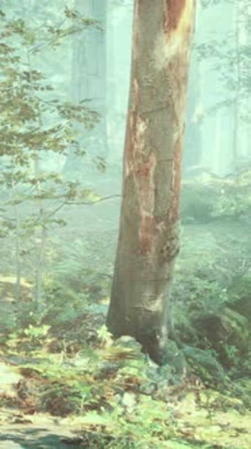 Beautiful Sunny Silhouetted Forest with Sunbeams Through Fog