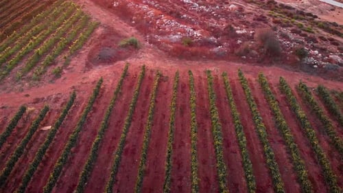 Vue aérienne d'un champ de vignes à l'heure dorée au coucher du soleil