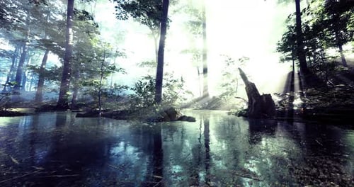 Sunlight Streams Through Trees Over Tranquil Water in a Serene Forest