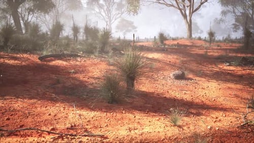 Dirt Field With Trees in Background