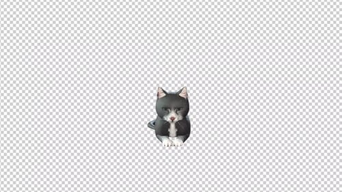 Durchsichtiger Hintergrund mit sitzender Katze