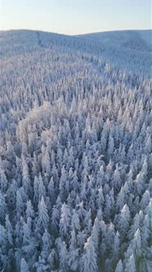 Luftaufnahme von schneebedeckten Bäumen im Winterbergwald