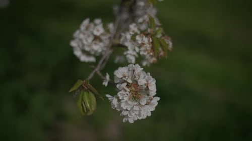White Flowers of a Cherry Blossom on a Cherry Tree in Spring Season