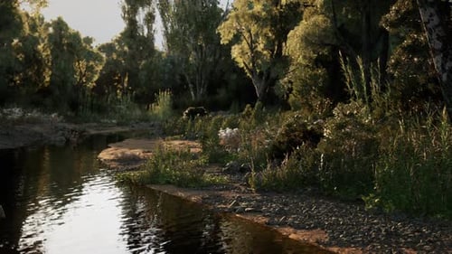 Flowing River Stream in a Peaceful Forest Landscape