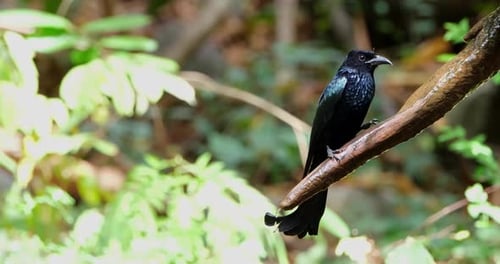Camera zooms in as this bird looks towards the camera while drinking some fresh water, Hair-crested