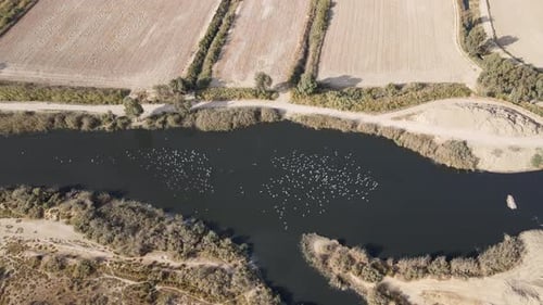 Flock Of Seagulls Flying Over The River