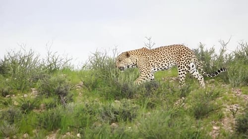 Panoramaaufnahme eines erwachsenen Leoparden, der gähnt, während er im Kgalagadi Transfrontier Pa einen Hügel hinuntergeht