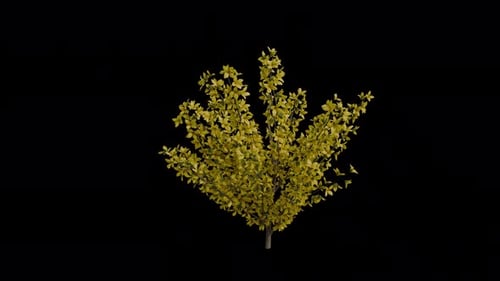Yellow Leaf Bush with Gentle Swaying Branches and Alpha Channel
