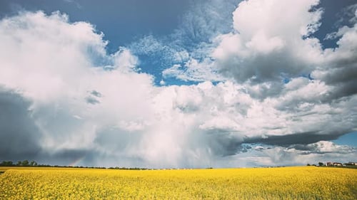 Beautiful Canola Field Under Storm Clouds With Rainbow
