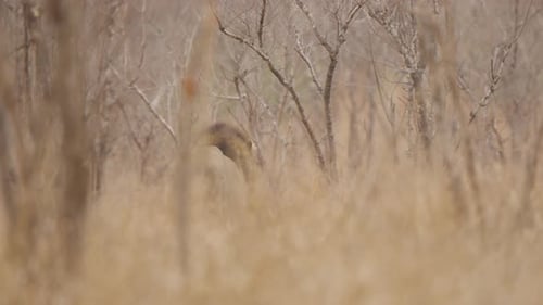 Lion walking away through tall grass in Kruger National Park, with brief rack focus shift