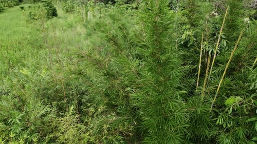 Bamboo tree in between other trees in the jungle, drone descending